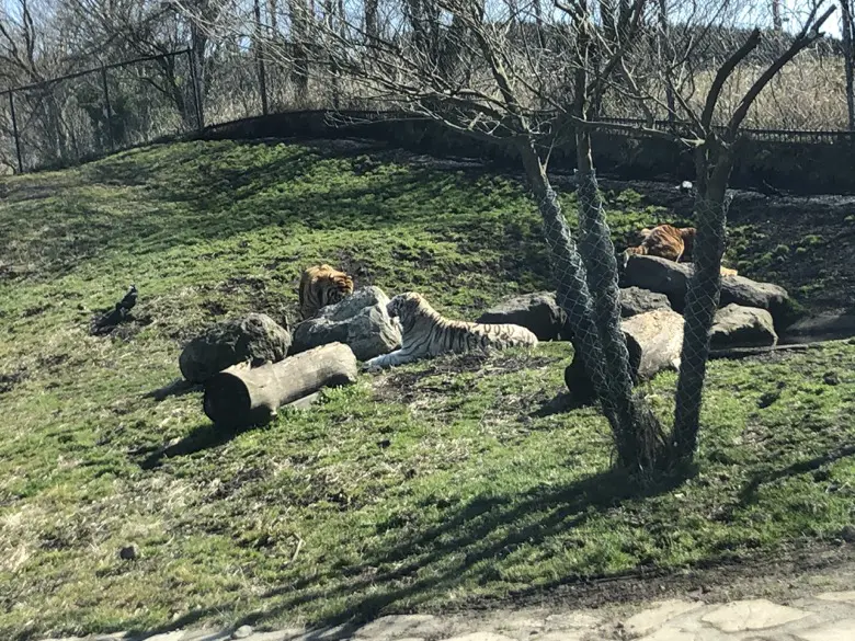 tiger