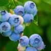 blueberry_in_fukuoka
