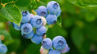 blueberry_in_fukuoka