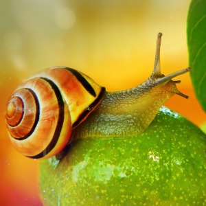 snail