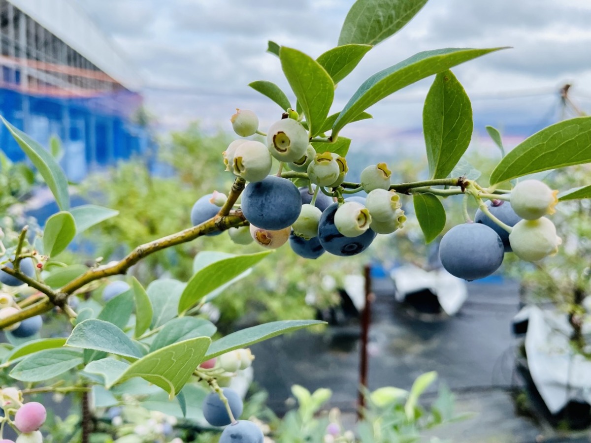 blueberrynomura