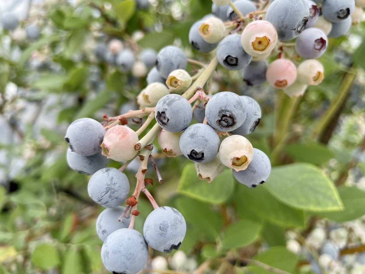 blueberrynomura