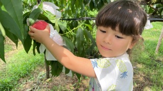meikaenfruit-peach-garden-fukuoka